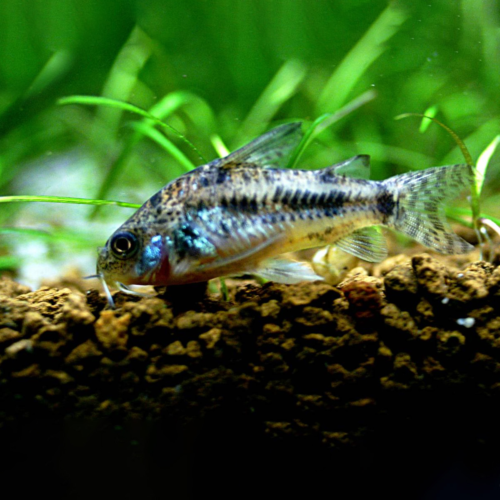 Corydoras paleatus