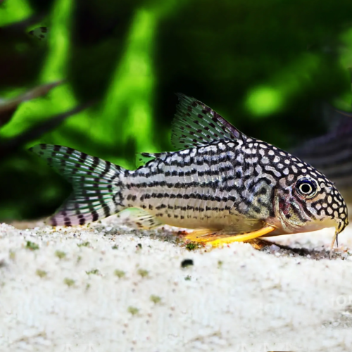 Corydoras sterbai