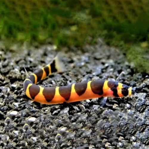 Kuhli Loach