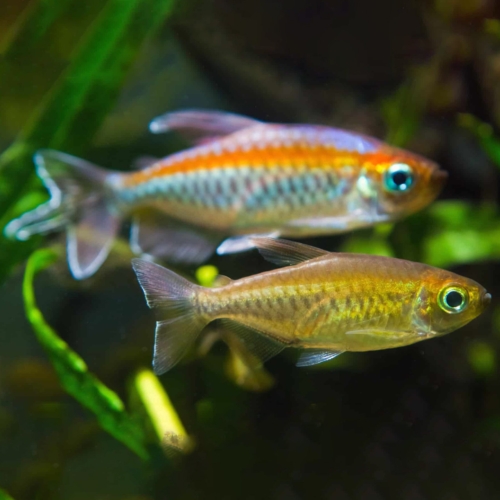 Tetra congo Amarillo