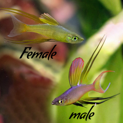 Threadfin Rainbow