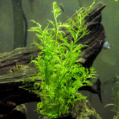 water-sprite-ceratopteris-thalictroides