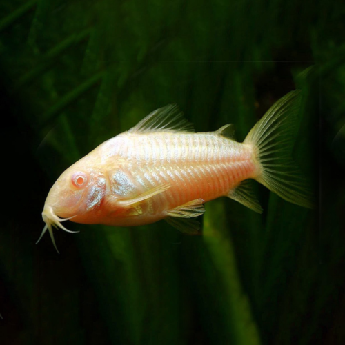 corydoras albinos