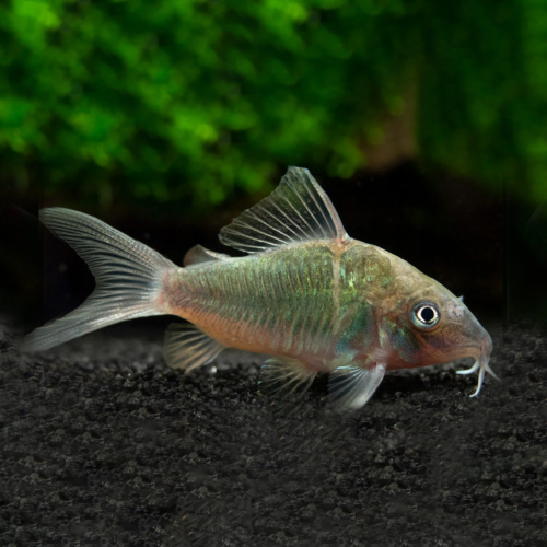 corydoras esmerald verde