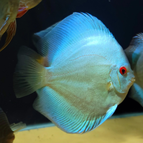 discus blue diamond