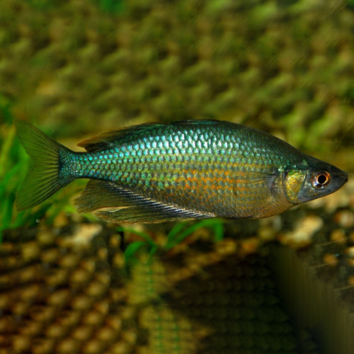 rainbows esmeralda