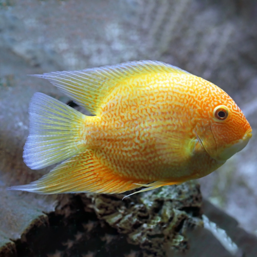 severum gold red spot
