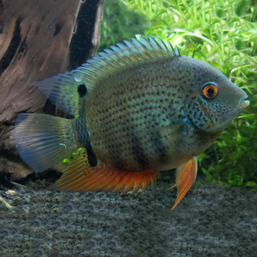 severum verde