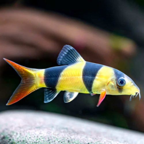 La Locha Payaso (Chromobotia macracanthus)