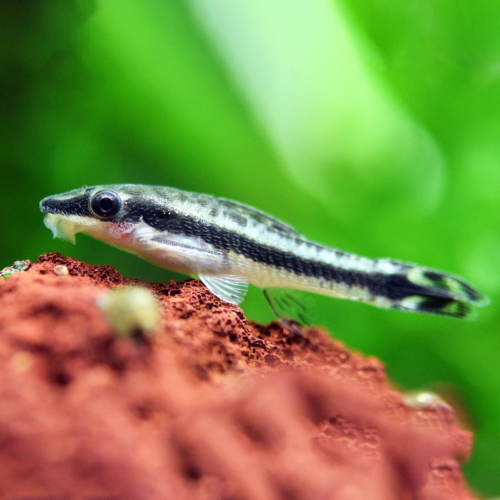 Otocinclus