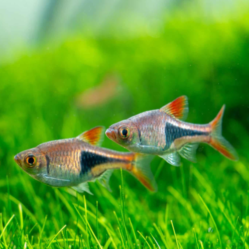 Rasbora Arlequín (Rasbora heteromorpha)