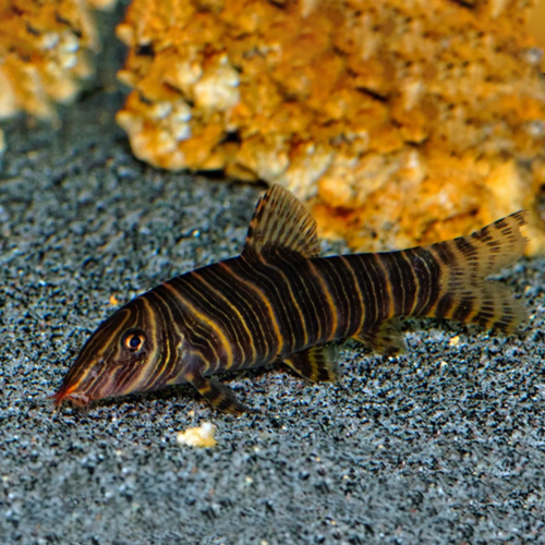 Botia Striata (Botia cebra)