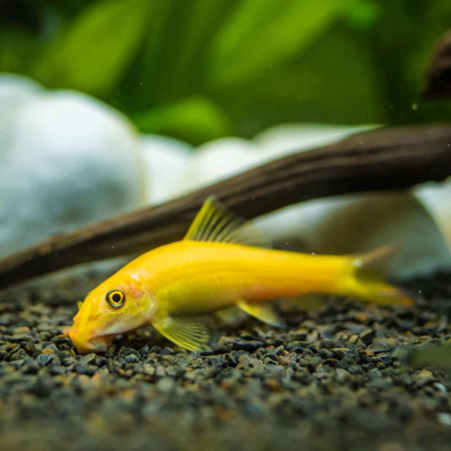 Comedor de Algas Dorado