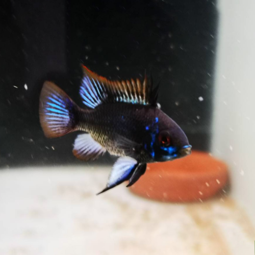 Ramirezi Negro (Black Ram)