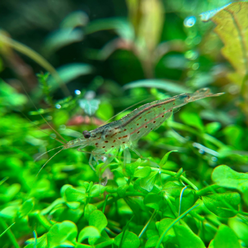 El Amano Shrimp (Caridina multidentata) es uno de los mejores comedores de algas del acuarismo. Resistente, activo y muy eficiente para controlar algas en acuarios plantados