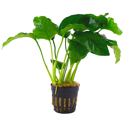 La Anubia barteri es una planta resistente, de hojas anchas y color verde intenso