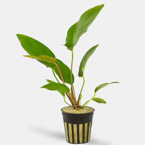 La Anubias hastifolia es una planta resistente y decorativa con hojas largas en forma de lanza. Crece bien con poca luz y no requiere CO₂, ideal para acuarios de cualquier nivel. Disponible en Acuastock.com con