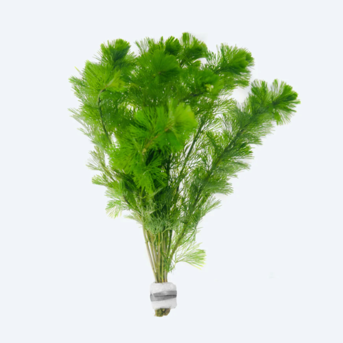 La Cabomba caroliniana es una planta acuática de rápido crecimiento, muy decorativa y con hojas finas tipo plumero que aportan densidad y movimiento natural al acuario. Ideal para acuarios plantados y ambientales tropicales en República Dominicana.