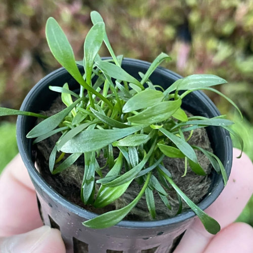La Cryptocoryne parvula en maceta