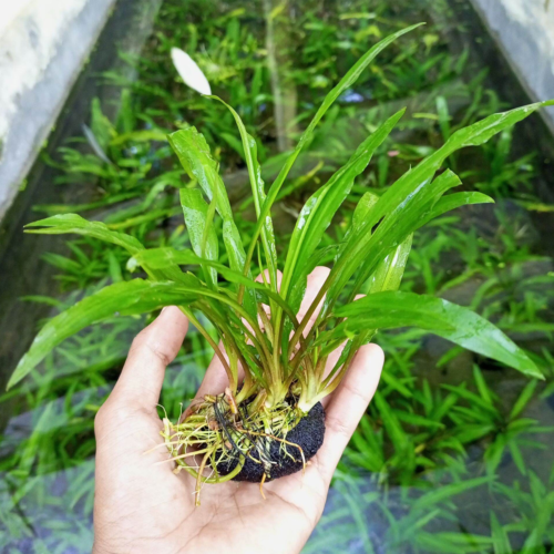 La Cryptocoryne spiralis es una planta de tallo largo
