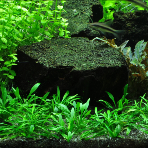 La Cryptocoryne parvula en maceta