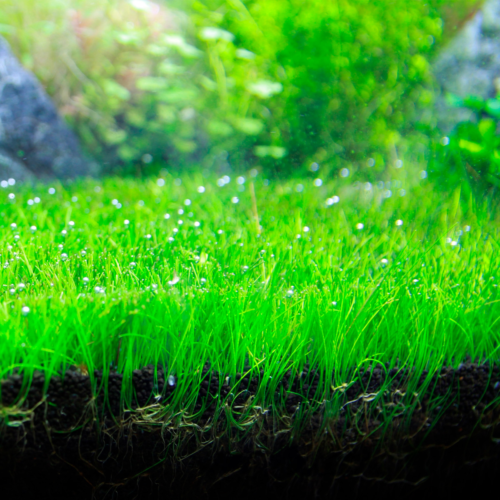 La Eleocharis parvula es una planta tapizante ideal para crear césped natural en acuarios plantados. Crecimiento rápido, fácil cuidado y perfecta para acuarios de estilo paisajismo. Excelente opción para acuarios en República Dominicana.