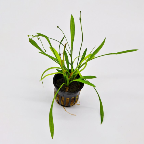 La Echinodorus tenellus en maceta es una planta tapizante