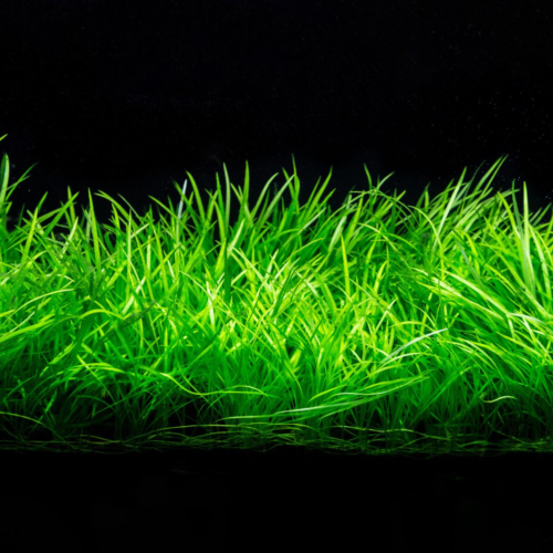 La Echinodorus tenellus en maceta es una planta tapizante resistente y de rápido crecimiento,