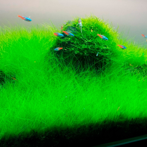 La Eleocharis parvula es una planta tapizante ideal para crear césped natural en acuarios plantados. Crecimiento rápido, fácil cuidado y perfecta para acuarios de estilo paisajismo. Excelente opción para acuarios en República Dominicana.