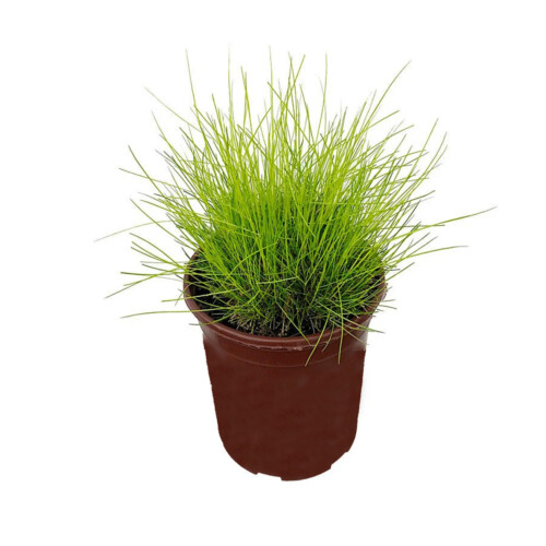 Hairgrass Mini es una planta tapizante premium ideal para acuarios plantados, famosa por su hoja fina, crecimiento bajo y efecto alfombra natural. Perfecta para acuarios nano y paisajismo acuático profesional. Disponible en Acuastock.com
