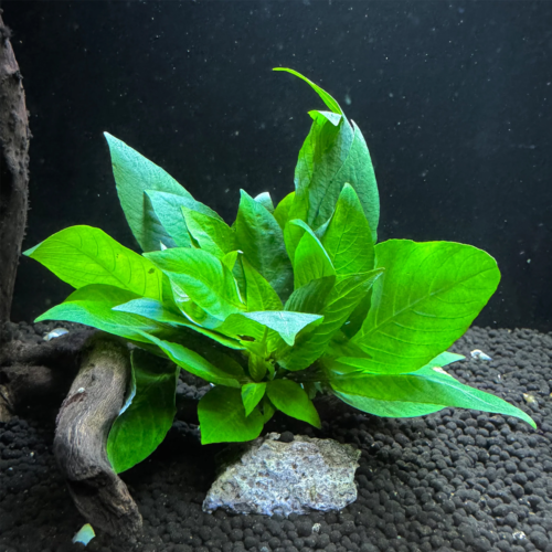 La Hidrófila Corymbosa Compacta es una planta acuática de tallo resistente, frondosa y de crecimiento controlado, ideal para acuarios plantados low tech y high tech. Perfecta para el plano medio, fácil de mantener y muy decorativa. Disponible en Acuastock.com