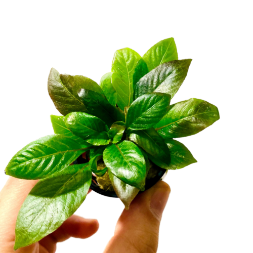 La Hidrófila Corymbosa Compacta es una planta acuática de tallo resistente, frondosa y de crecimiento controlado, ideal para acuarios plantados low tech y high tech. Perfecta para el plano medio, fácil de mantener y muy decorativa. Disponible en Acuastock.com