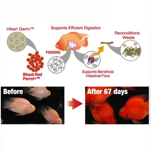 Hikari Blood Red Parrot+™ Mini – 11.7 Oz es un alimento premium flotante especialmente formulado para cíclidos Blood Parrot, diseñado para intensificar el color rojo, fortalecer el sistema inmune y promover un crecimiento saludable. Disponible en Acuastock.com