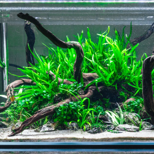 El Java Fern (Leptochilus pteropus) es una de las plantas acuáticas