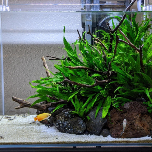 El Java Fern (Leptochilus pteropus) es una de las plantas acuáticas