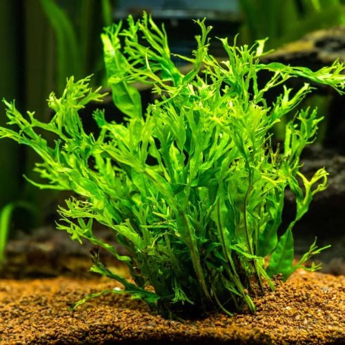 La Lacy Java Fern (Java Fern Windelov) es una planta resistente y de fácil cuidado ideal para acuarios de agua dulce.