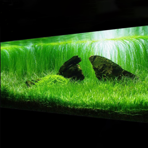 La Micro Sword (Lilaeopsis brasiliensis) en maceta es una planta tapizante compacta y resistente, ideal para crear césped natural en acuarios plantados. Disponible en Acuastock.com