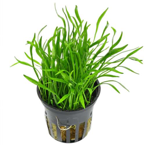 La Micro Sword (Lilaeopsis brasiliensis) en maceta es una planta tapizante compacta y resistente, ideal para crear césped natural en acuarios plantados.