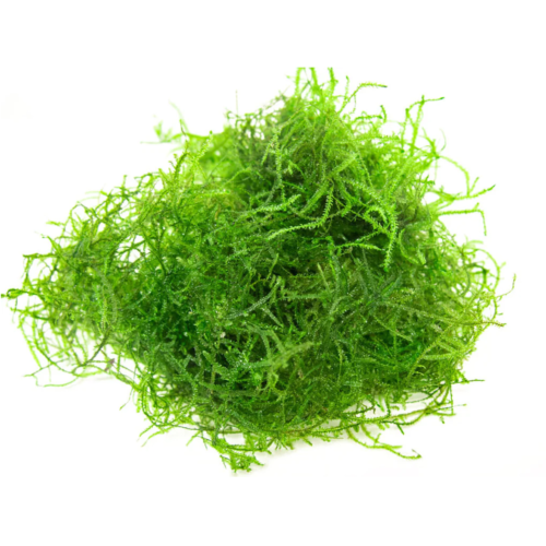 El Musgo de Java (Taxiphyllum barbieri) es uno de los musgos más usados en acuarismo por su resistencia, versatilidad y rápido crecimiento.