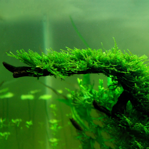 El Musgo de Java (Taxiphyllum barbieri) es uno de los musgos más usados en acuarismo por su resistencia, versatilidad y rápido crecimiento.