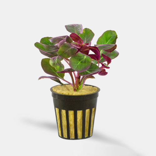 La Planta Cardinal (Lobelia cardinalis mini)