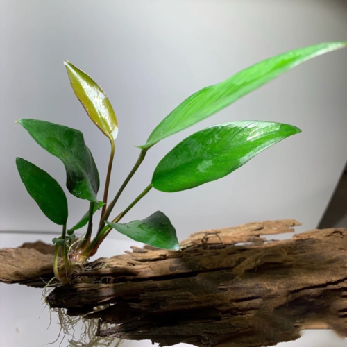 La Anubias Frazeri es una planta resistente