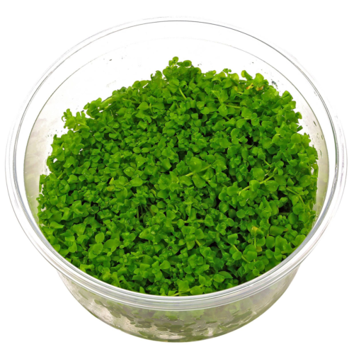 Micranthemum Monte Carlo es una planta tapizante de rápido crecimiento, ideal para acuarios plantados modernos. Forma un césped verde intenso, es más fácil que Cuba y perfecta para aquascaping. Disponible en Acuastock.com