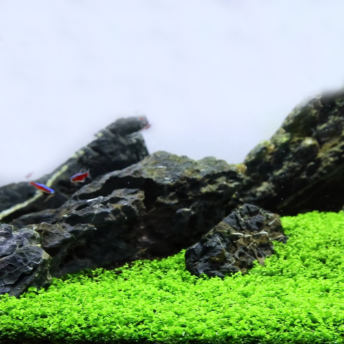 Micranthemum Monte Carlo es una planta tapizante de rápido crecimiento, ideal para acuarios plantados modernos. Forma un césped verde intenso, es más fácil que Cuba y perfecta para aquascaping. Disponible en Acuastock.com