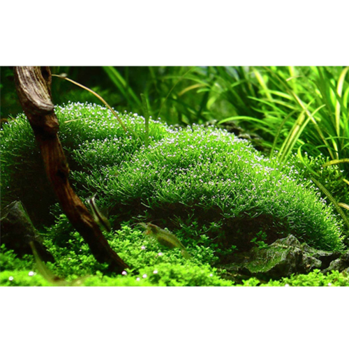 La Riccia (porción) es una planta flotante y tapizante