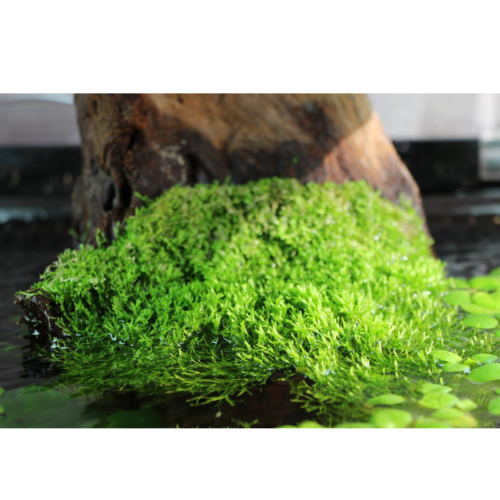 La Riccia (porción) es una planta flotante y tapizante