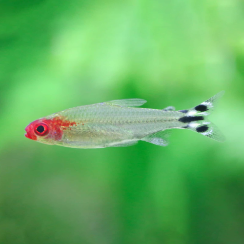 El Tetra Rummy Nose, también conocido como Borachito, es uno de los peces de cardumen más apreciados en acuarios plantados por su nariz roja intensa y nado sincronizado. Ideal para acuarios comunitarios. Disponible en Acuastock.com
