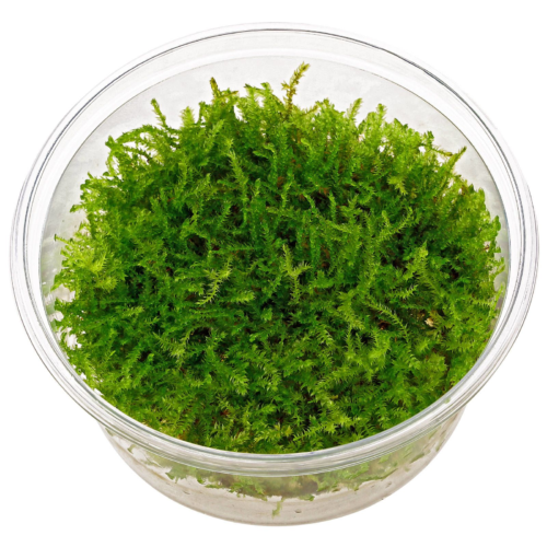 vesicularia christmas moss in vitro xl