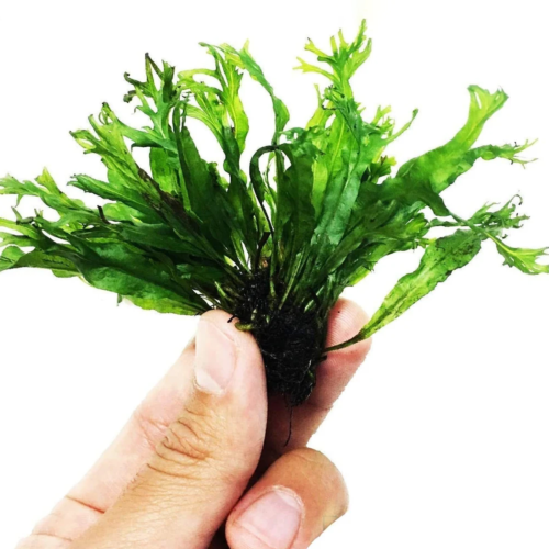 La Lacy Java Fern (Java Fern Windelov) es una planta resistente y de fácil cuidado ideal para acuarios de agua dulce.