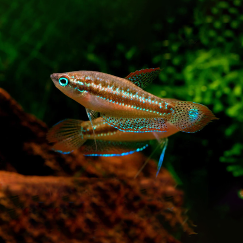 Pygmy Sparkling Gourami Trichopsis pumila en República Dominicana